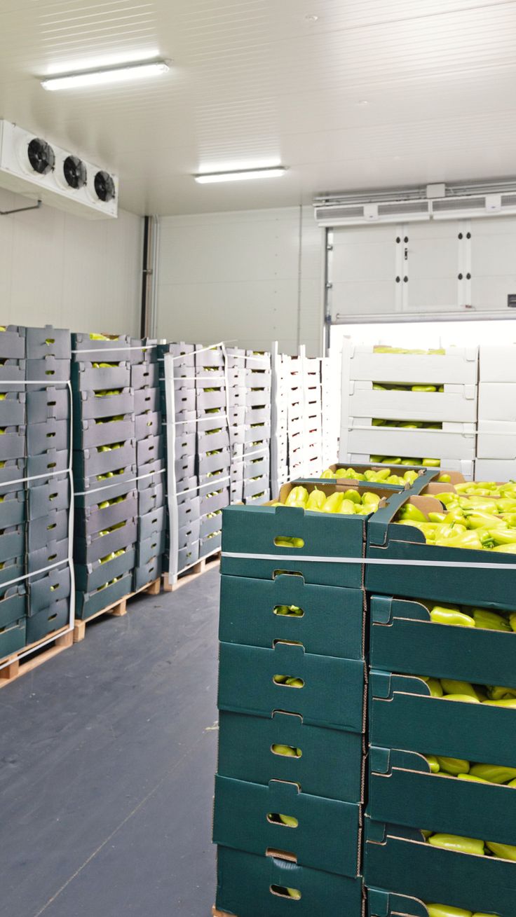 Pallet Gỗ Ngành Kho Lạnh – Đông Lạnh – Chuỗi Lạnh