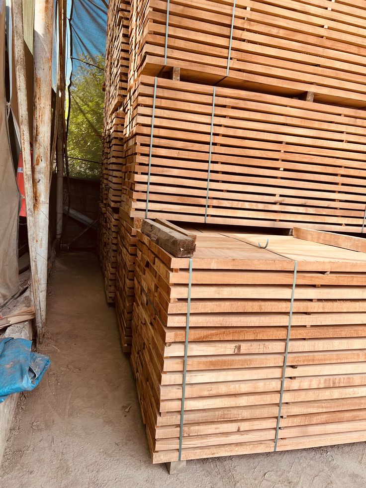 GỖ TRÀM BÔNG VÀNG (MELALEUCA LEUCADENDRA)